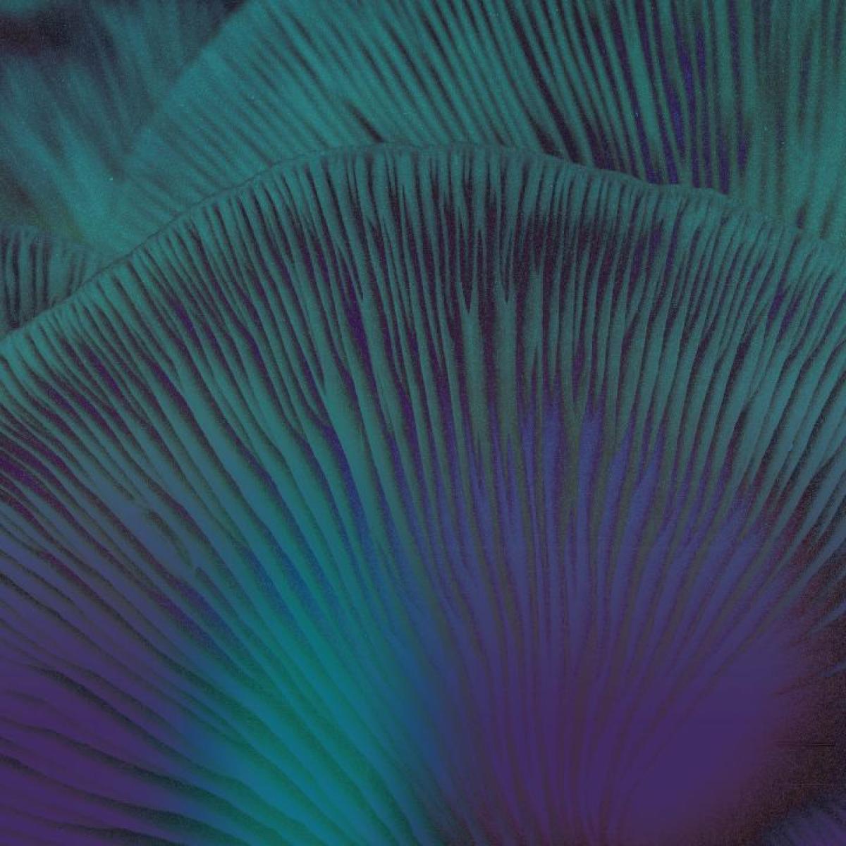 PREORDER – T.E.Q レコードショップ